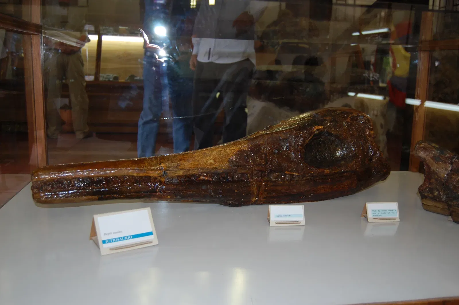 Museo Paleontológico de Villa de Leyva