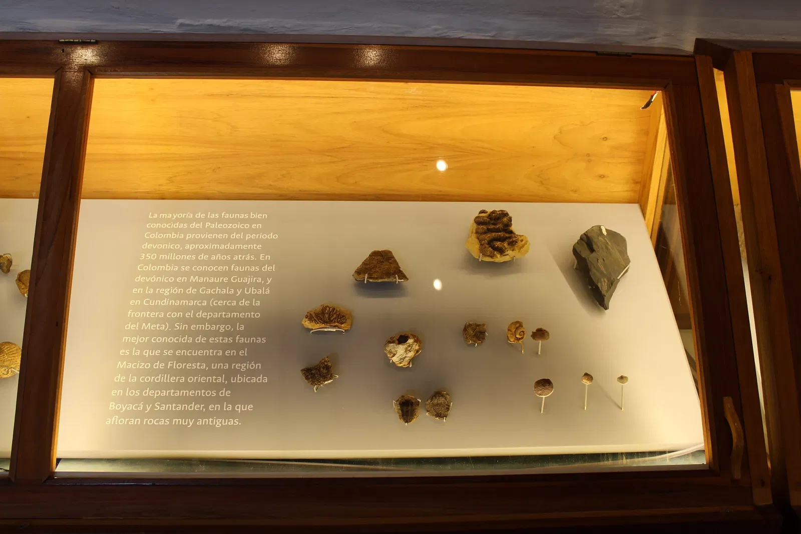 Museo Paleontológico de Villa de Leyva