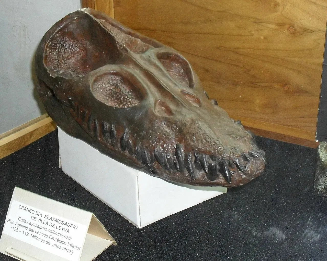 Museo Paleontológico de Villa de Leyva