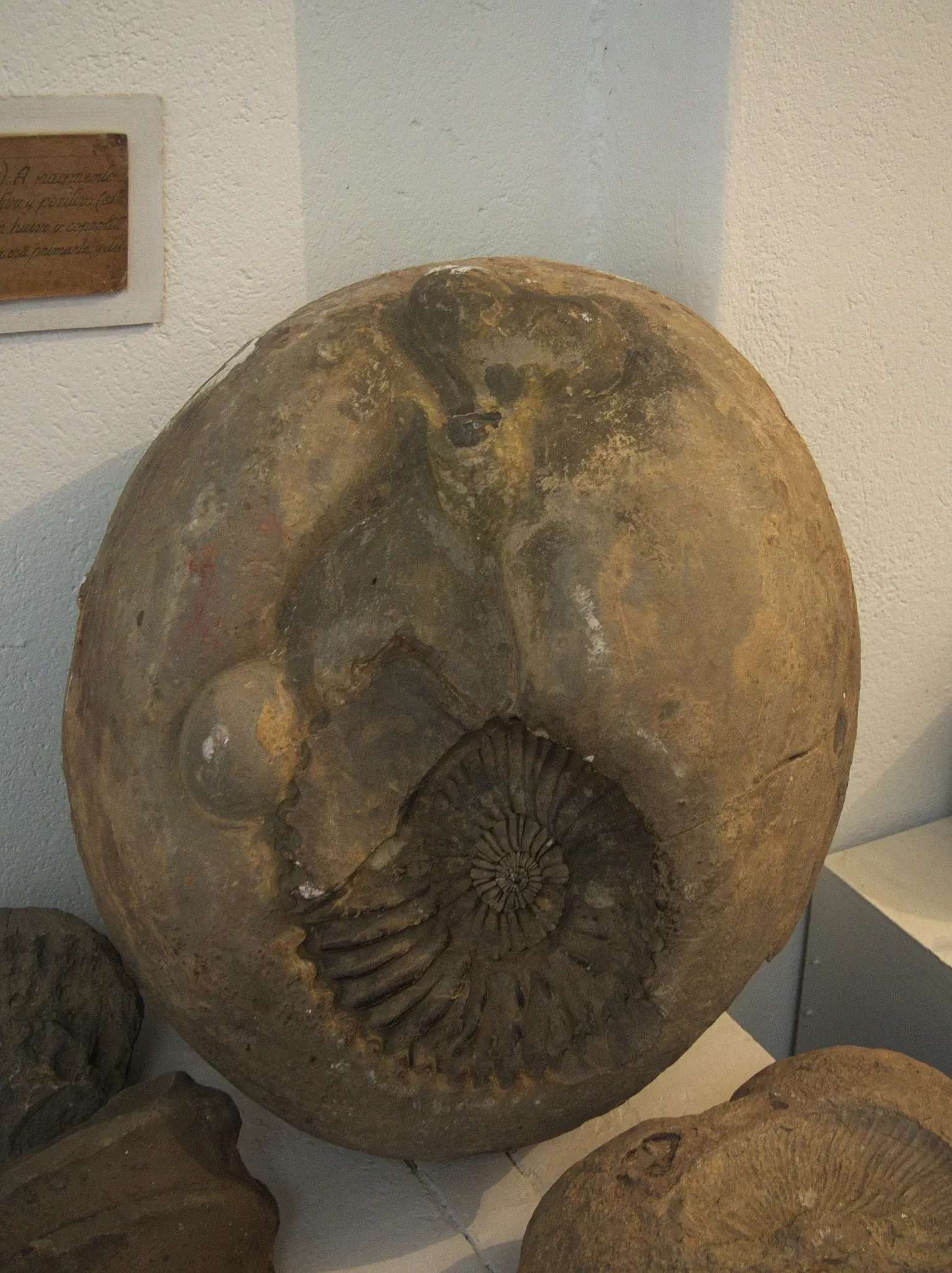 Museo Paleontológico de Villa de Leyva