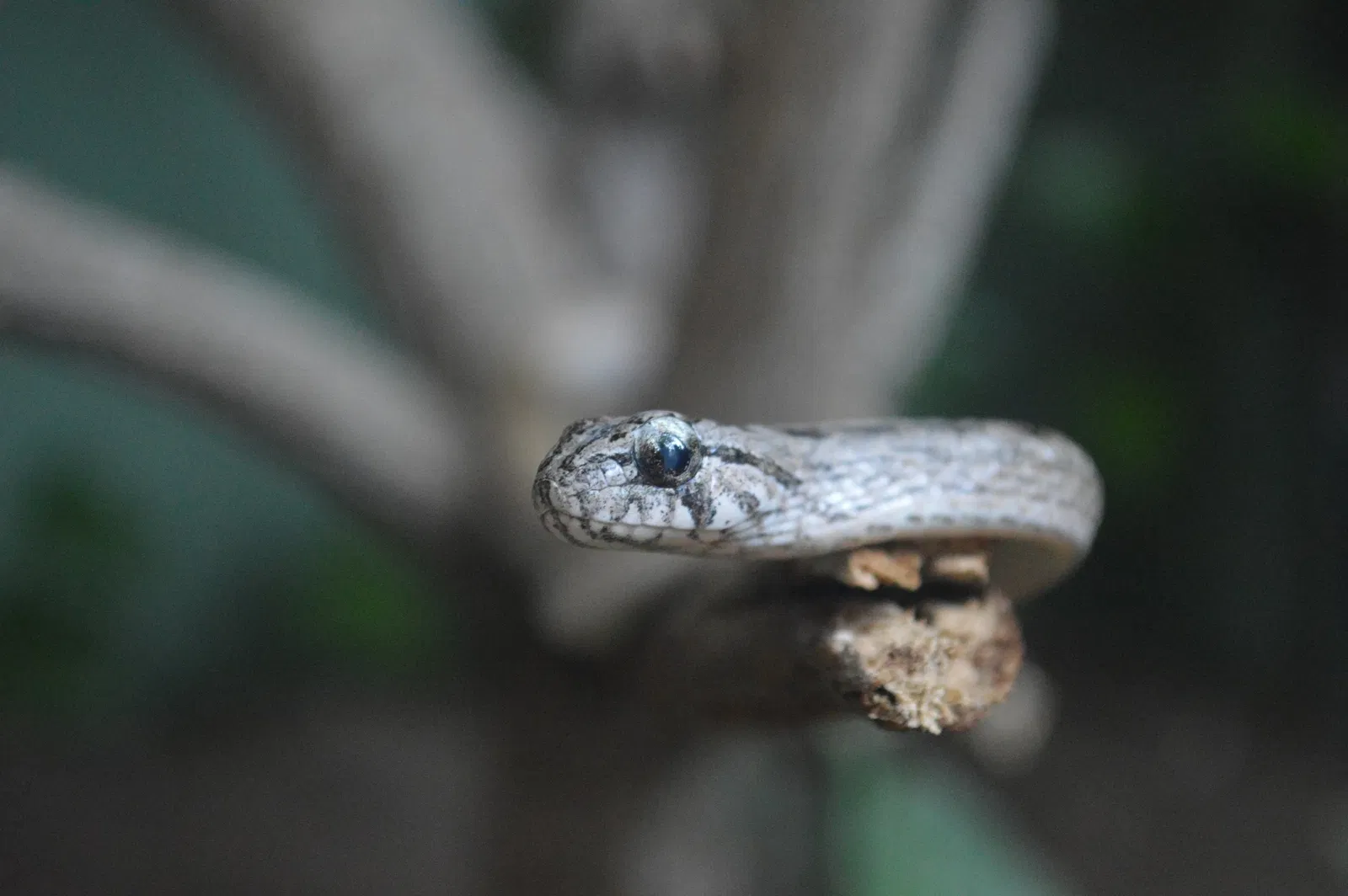 Parc zoologique de Barranquilla