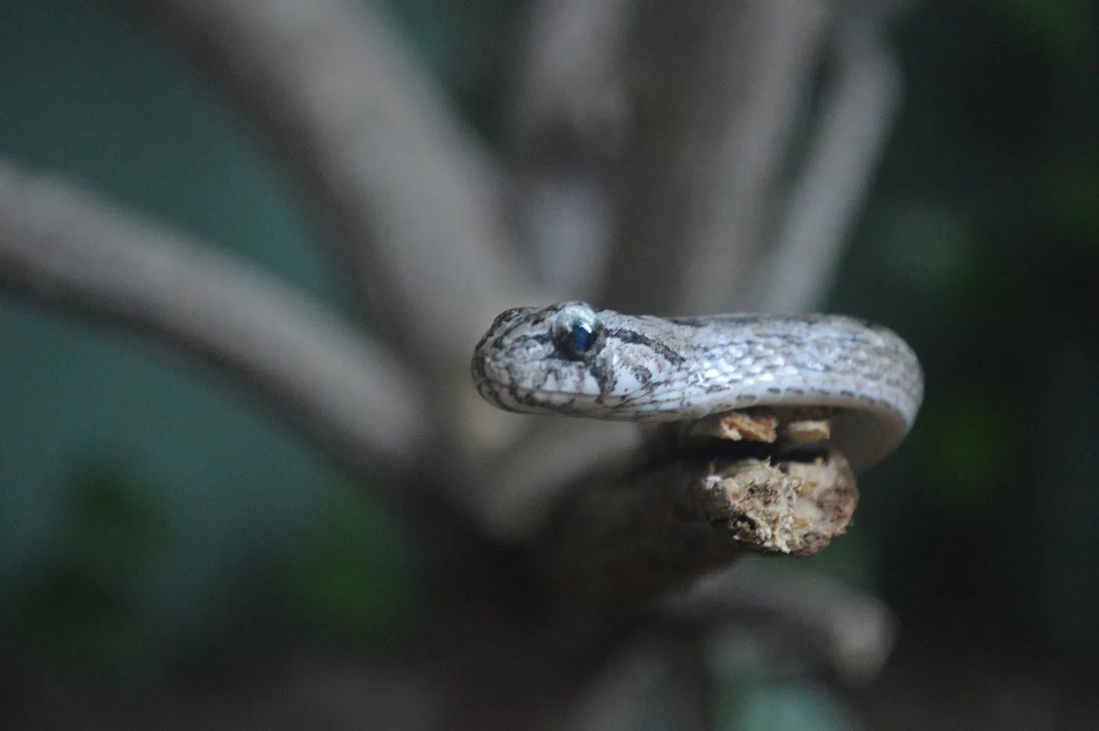 Parc zoologique de Barranquilla