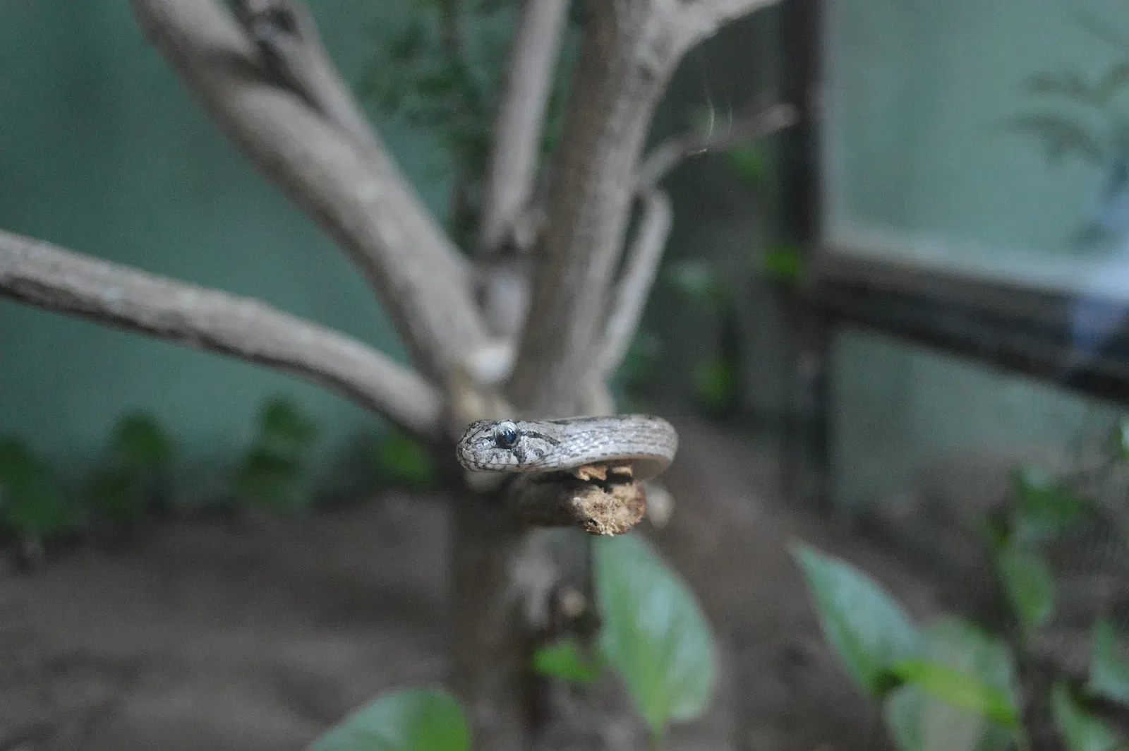 Zoológico de Barranquilla