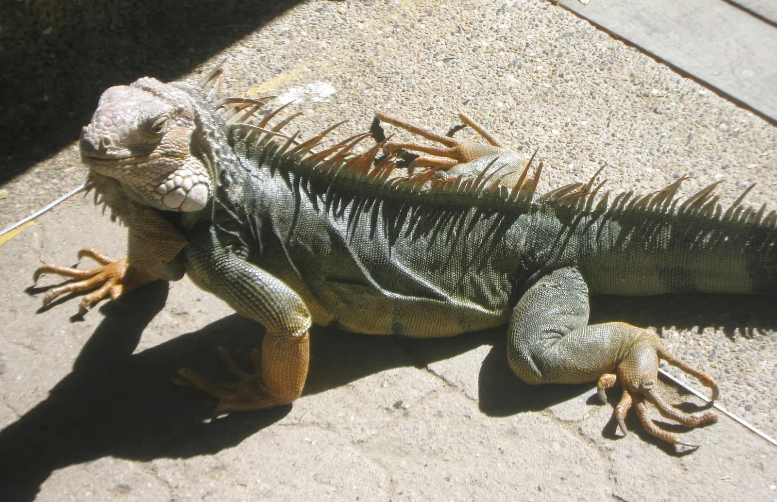 Zoológico de Barranquilla