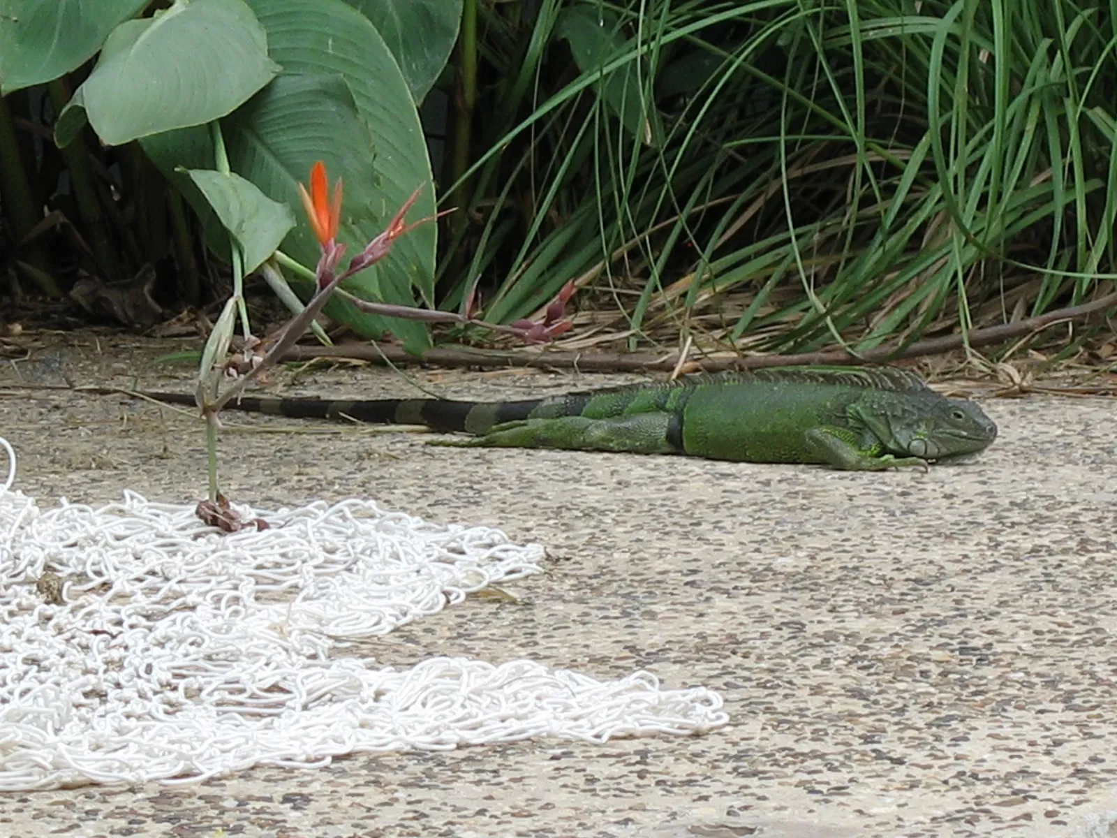 Parc zoologique de Barranquilla