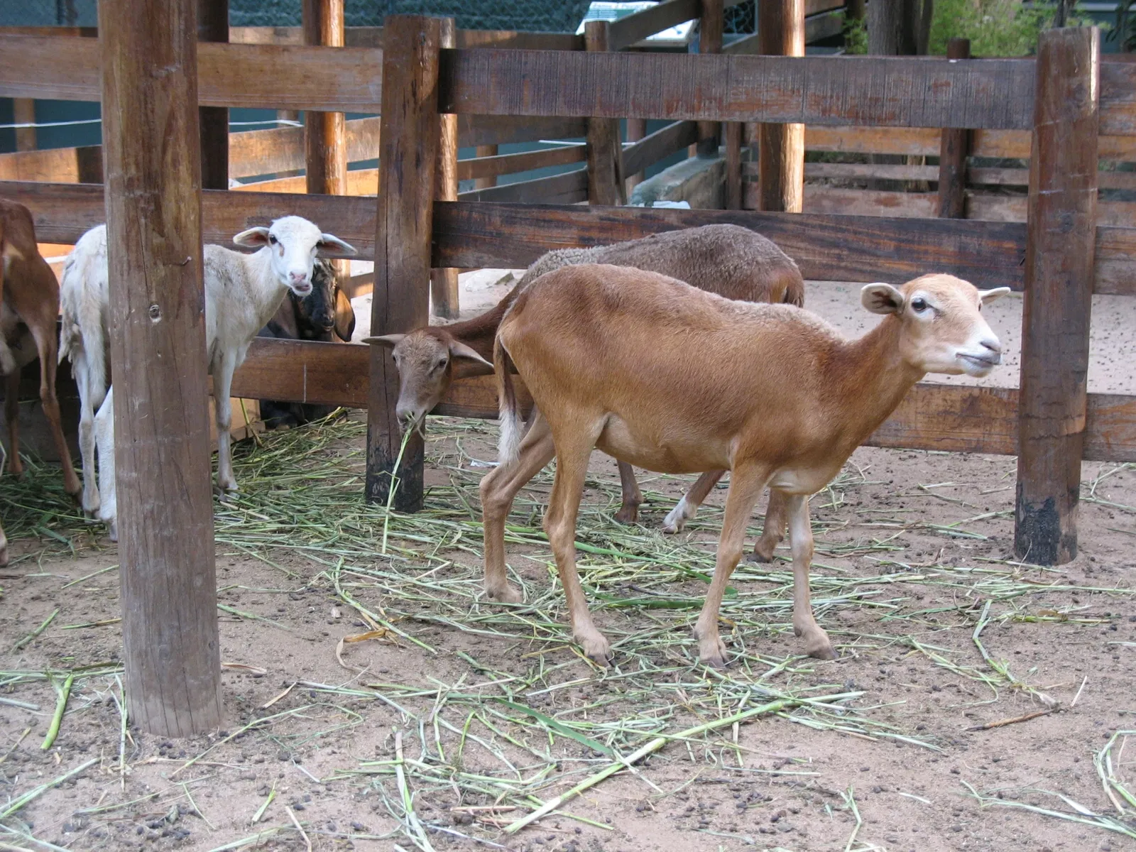 Zoológico de Barranquilla