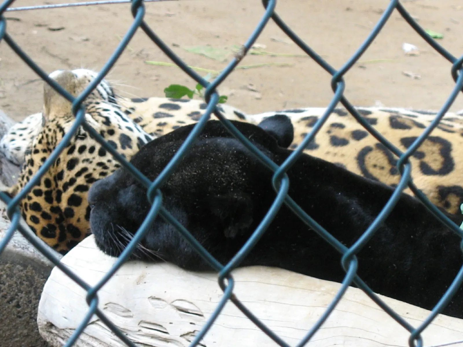 Parc zoologique de Barranquilla