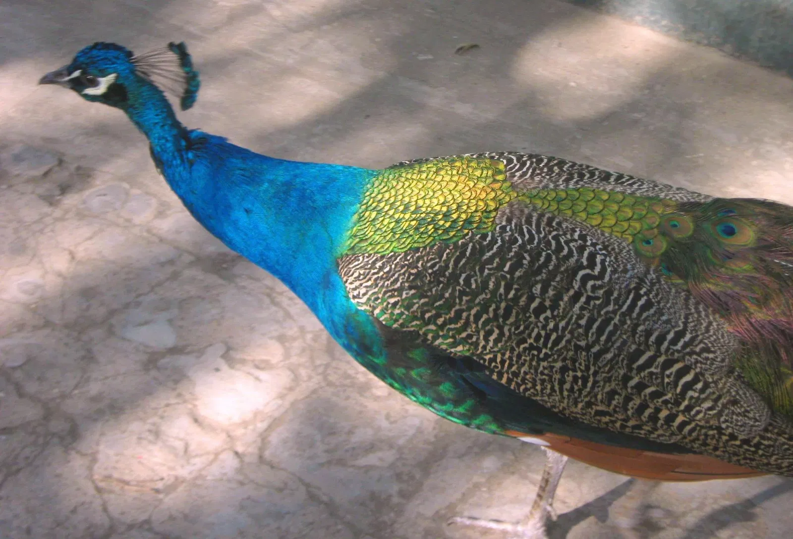 Zoológico de Barranquilla