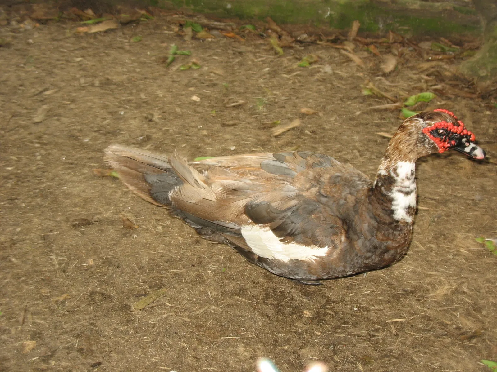 Zoológico de Barranquilla