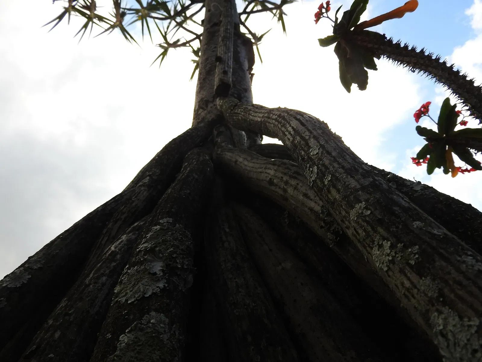 Jardin botanique Joaquin Antonio Uribe de Medellín