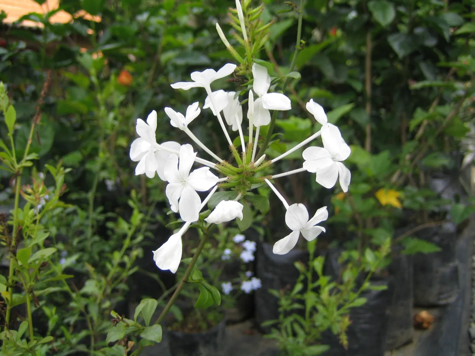 Jardín Botánico Joaquín Antonio Uribe de Medellín