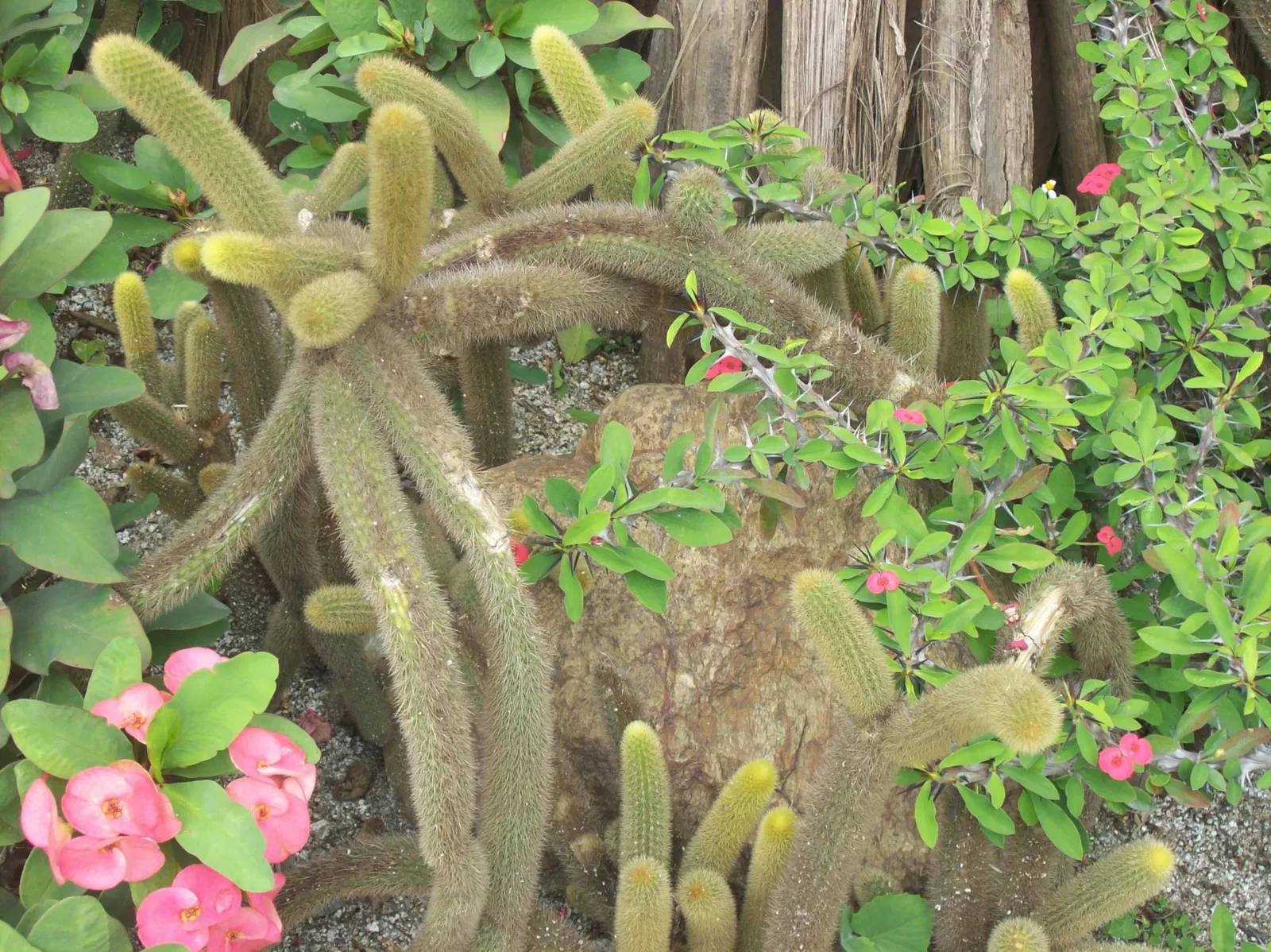 Jardín Botánico Joaquín Antonio Uribe de Medellín