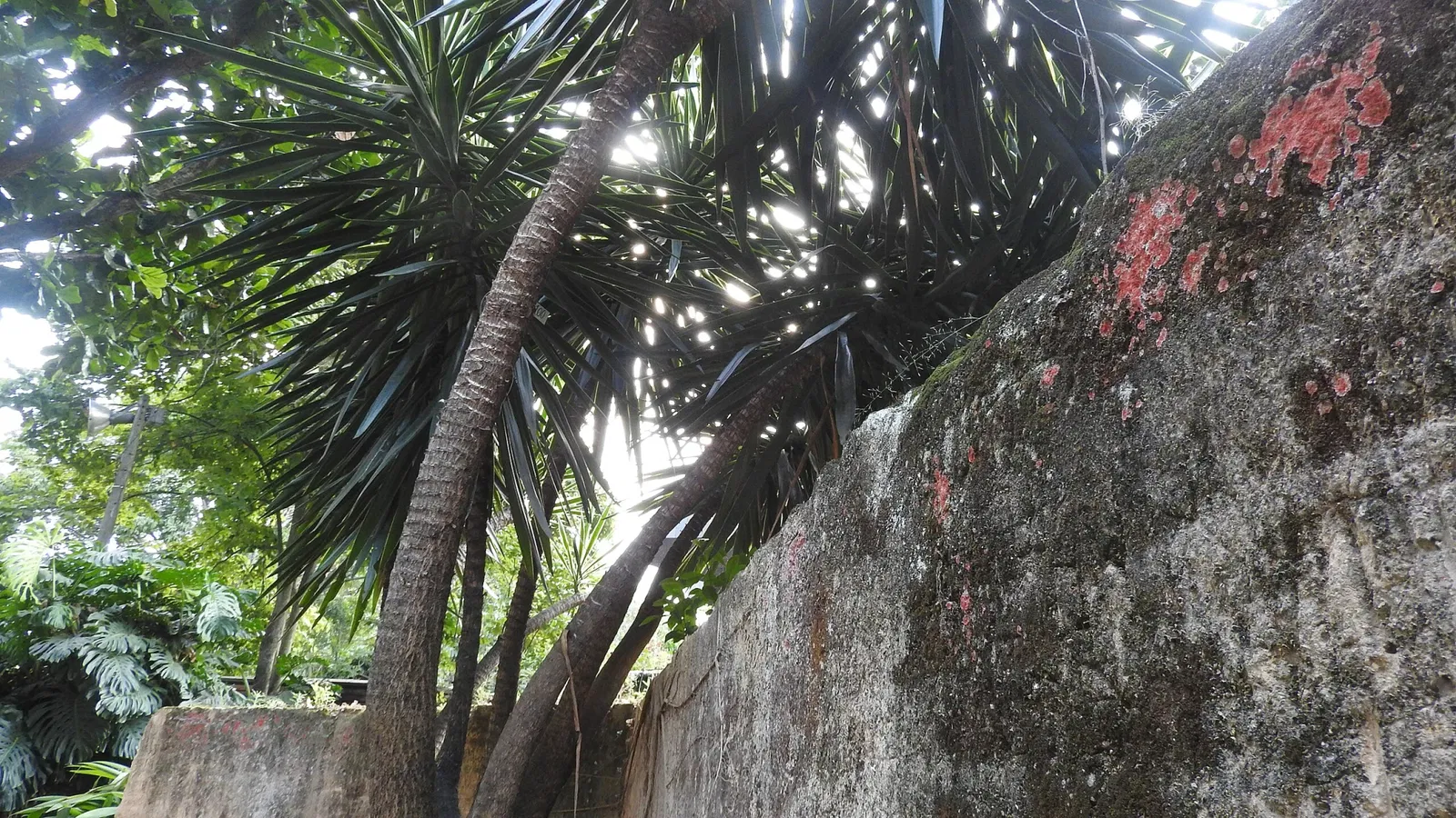 Joaquin Antonio Uribe Botanical Garden of Medellín