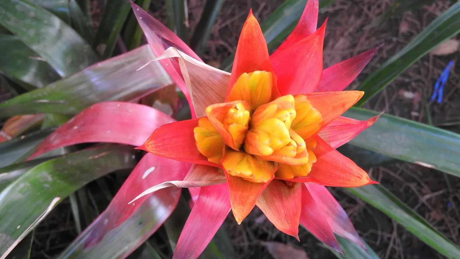 Jardín Botánico Joaquín Antonio Uribe de Medellín