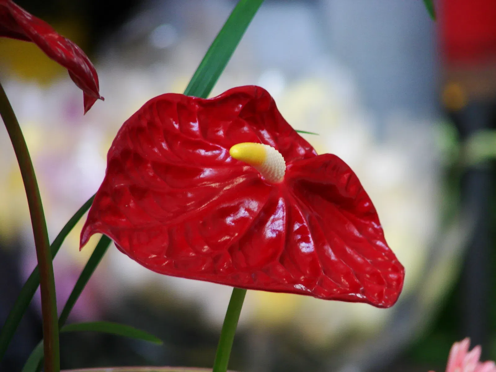 Joaquin Antonio Uribe Botanical Garden of Medellín