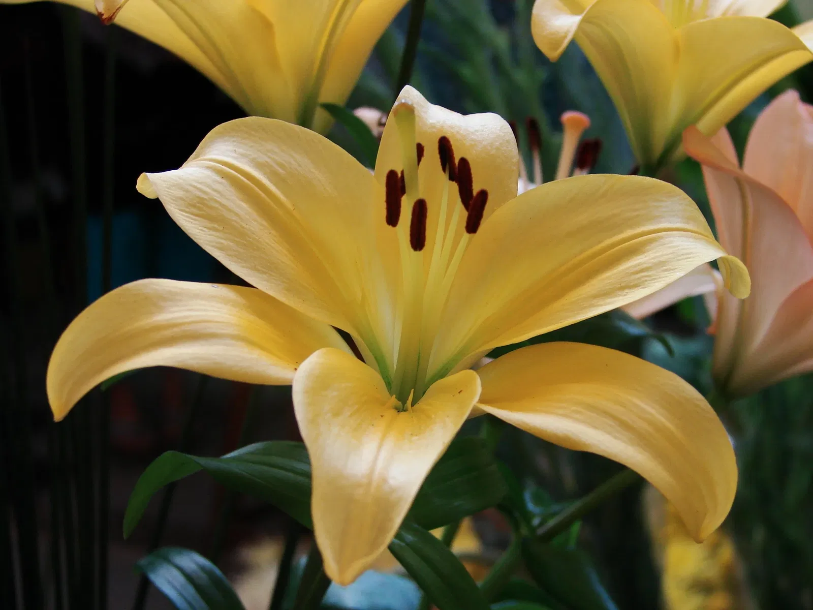 Joaquin Antonio Uribe Botanical Garden of Medellín