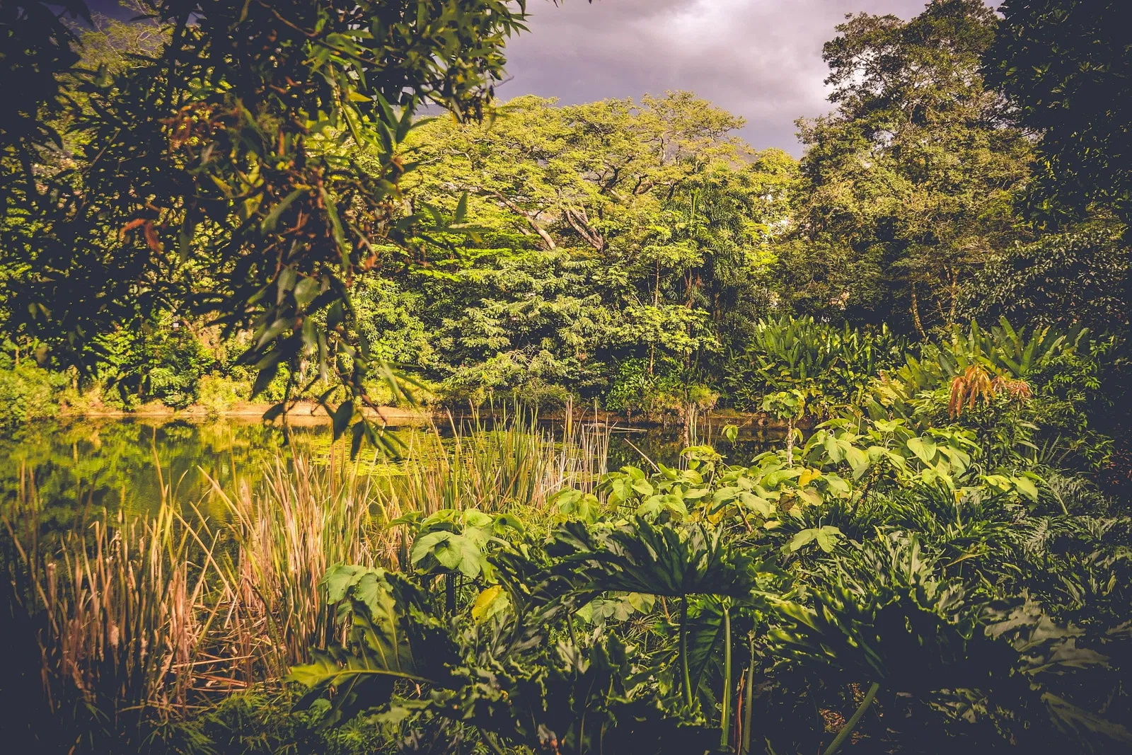 Joaquin Antonio Uribe Botanical Garden of Medellín