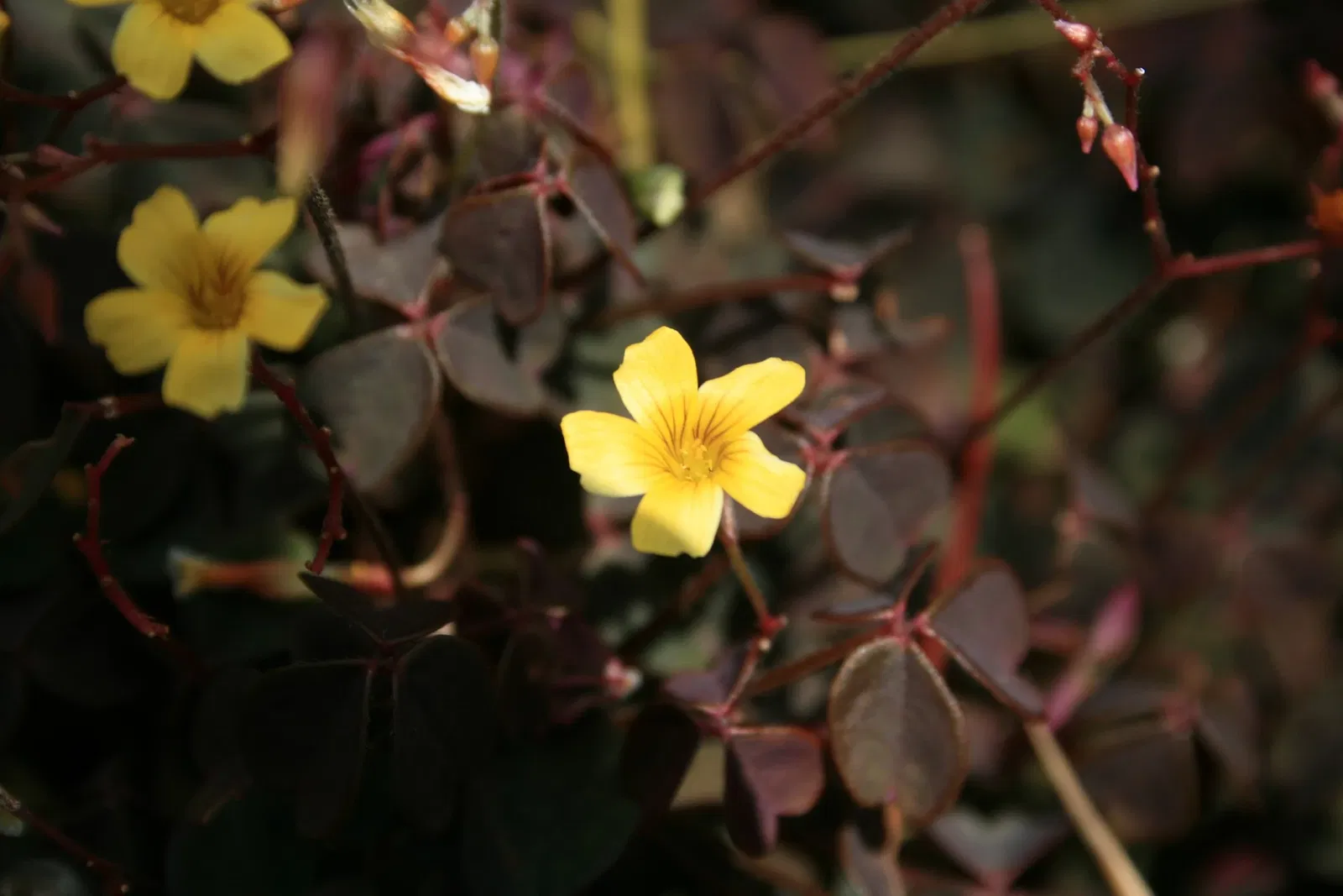 Jardín Botánico Joaquín Antonio Uribe de Medellín