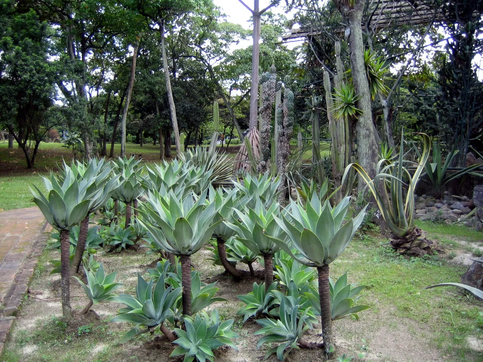 Jardín Botánico Joaquín Antonio Uribe de Medellín