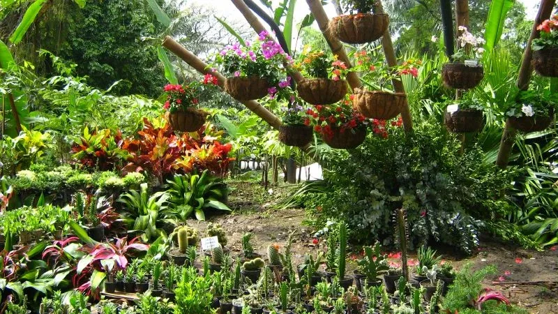Joaquin Antonio Uribe Botanical Garden of Medellín