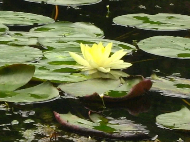 Jardin botanique Joaquin Antonio Uribe de Medellín