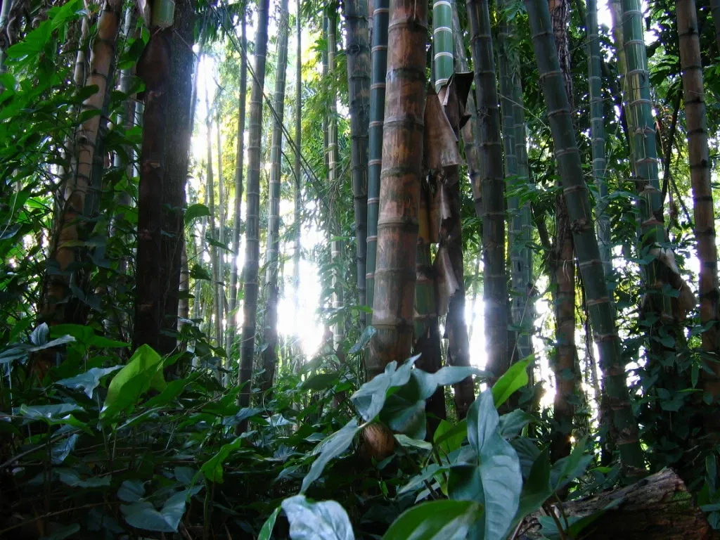 Jardin botanique Joaquin Antonio Uribe de Medellín