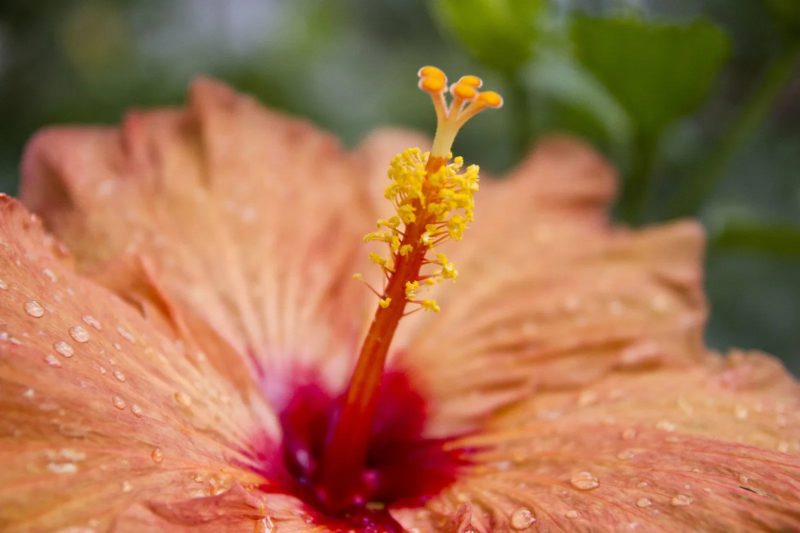 Jardin botanique Joaquin Antonio Uribe de Medellín