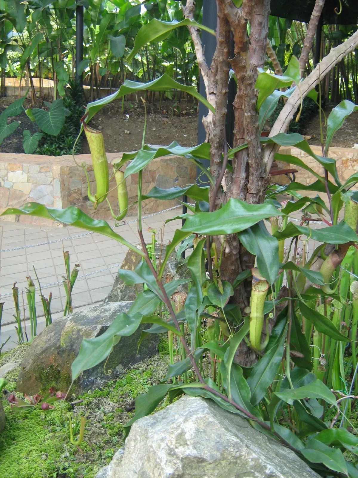 Jardín Botánico Joaquín Antonio Uribe de Medellín