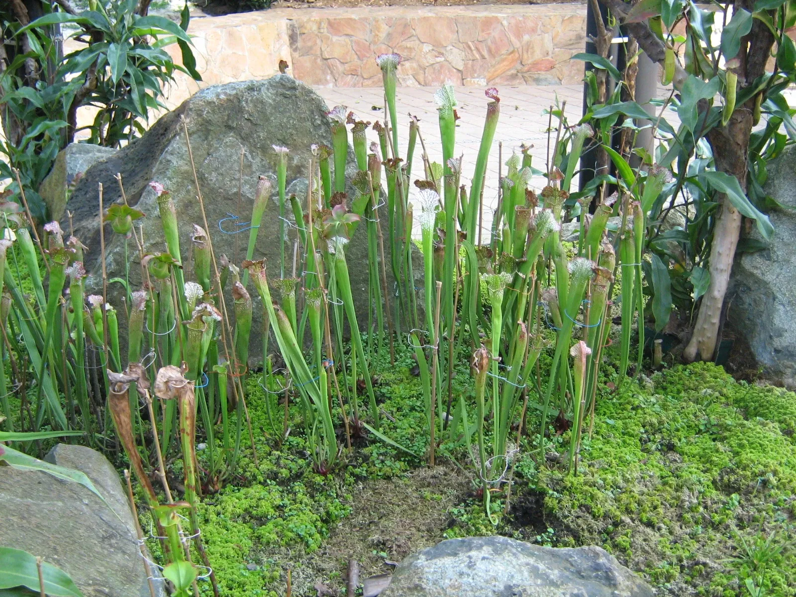 Jardín Botánico Joaquín Antonio Uribe de Medellín