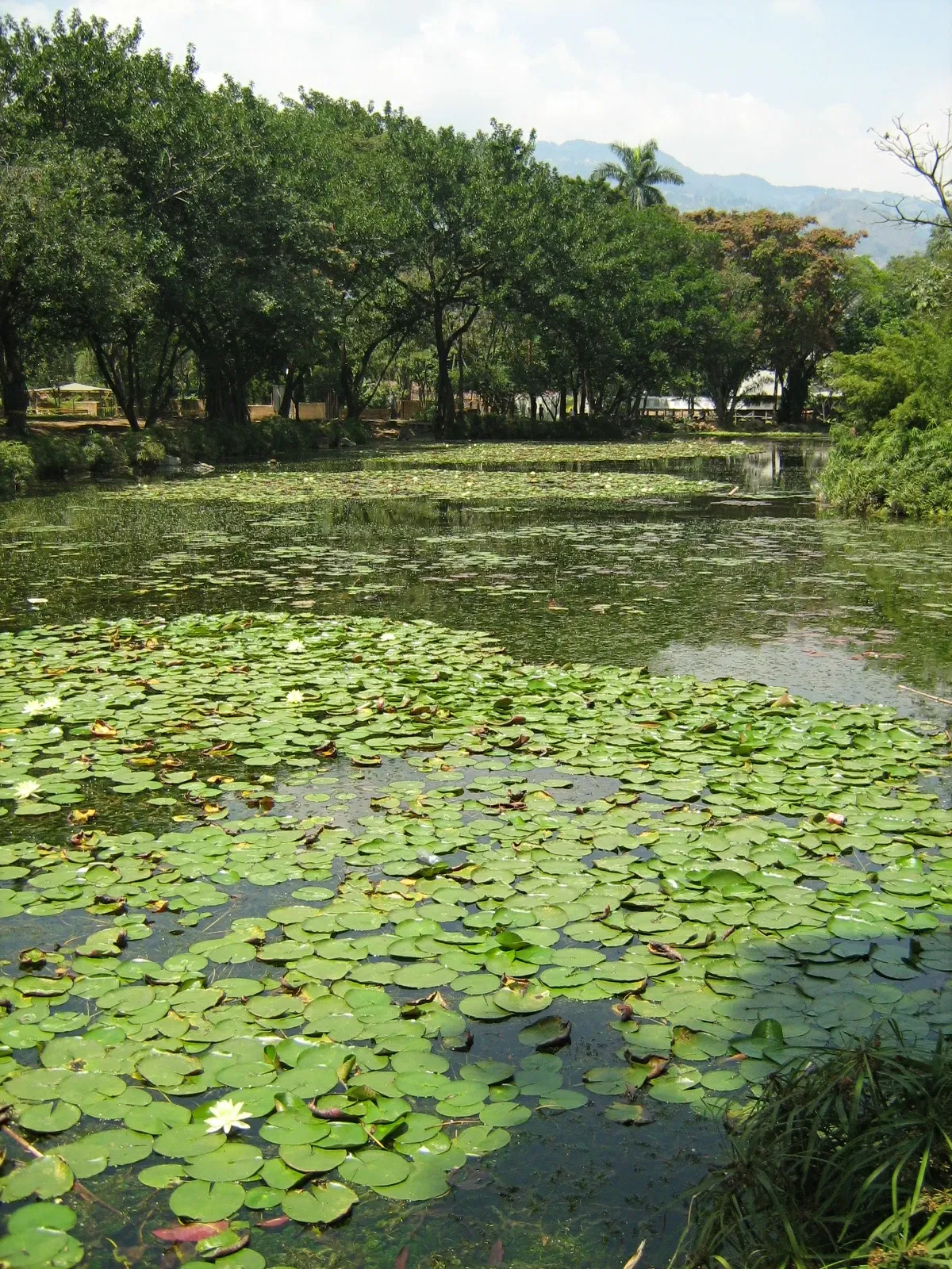 Jardin botanique Joaquin Antonio Uribe de Medellín