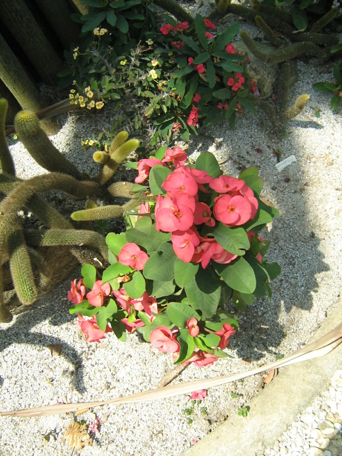 Joaquin Antonio Uribe Botanical Garden of Medellín