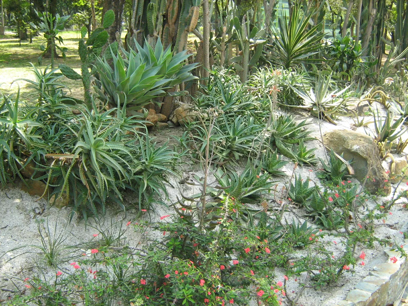 Joaquin Antonio Uribe Botanical Garden of Medellín