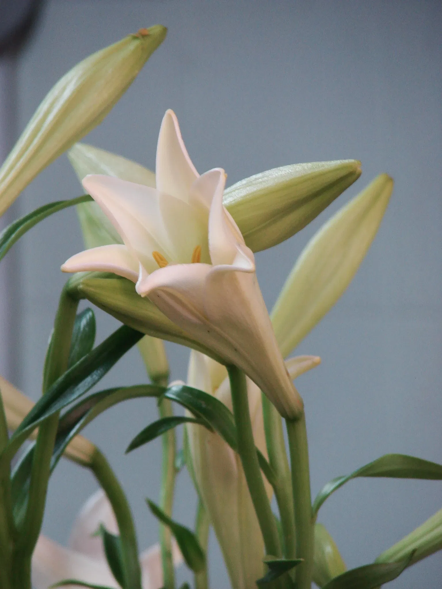 Jardin botanique Joaquin Antonio Uribe de Medellín
