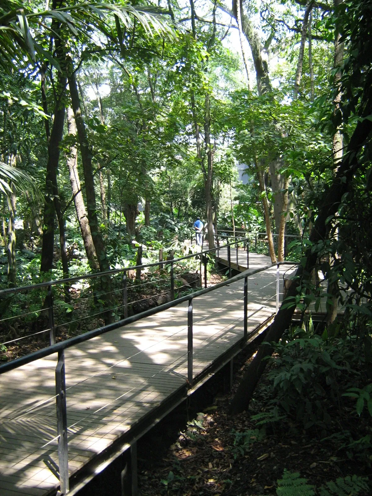 Joaquin Antonio Uribe Botanical Garden of Medellín