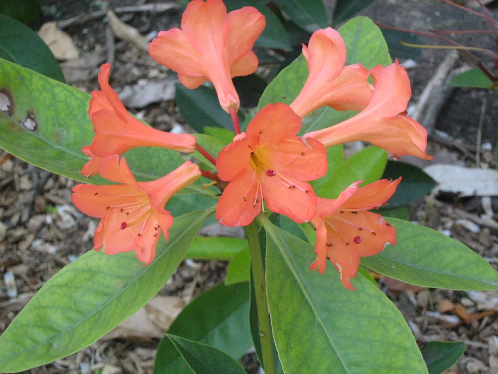 Jardín Botánico Joaquín Antonio Uribe de Medellín