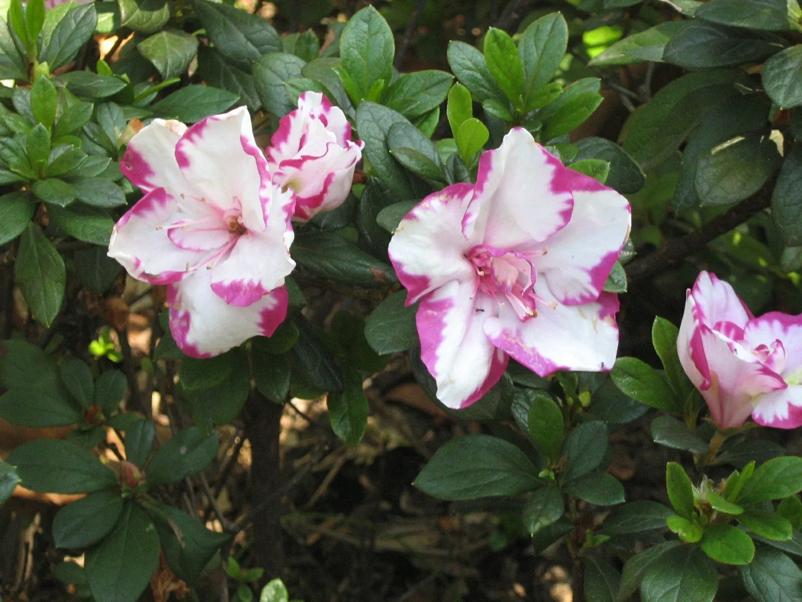 Jardín Botánico Joaquín Antonio Uribe de Medellín