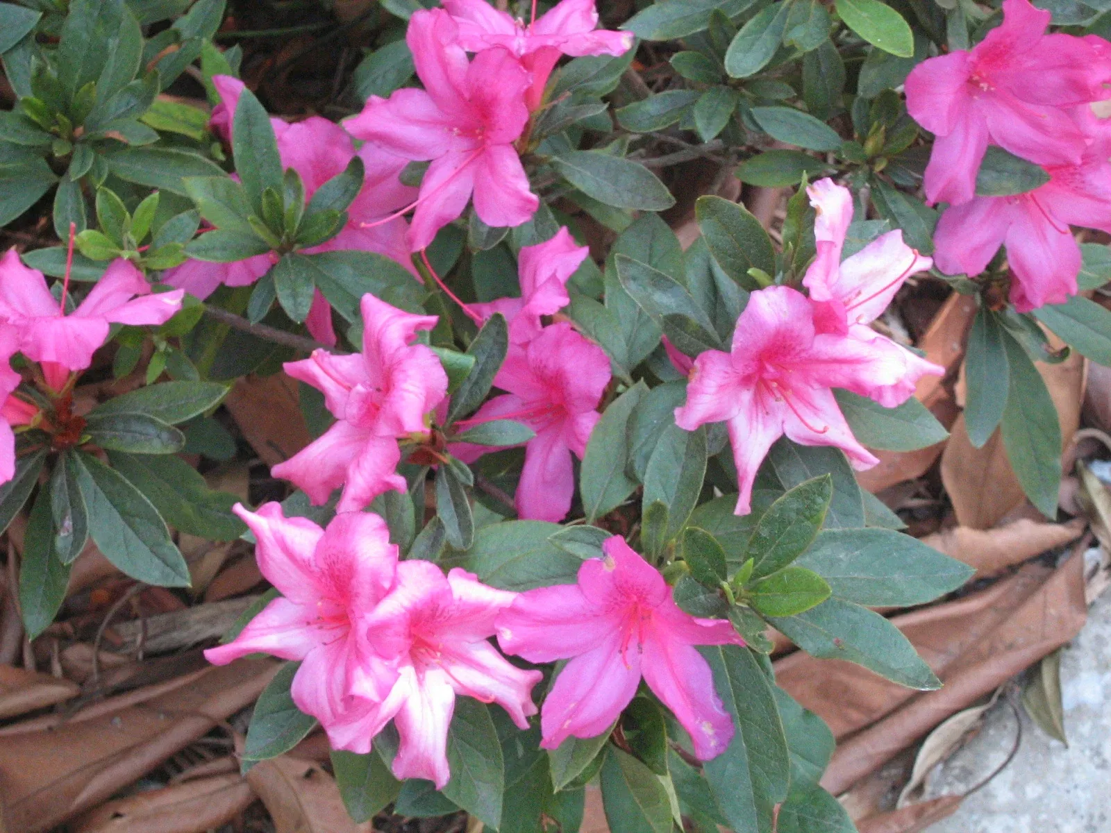 Jardin botanique Joaquin Antonio Uribe de Medellín