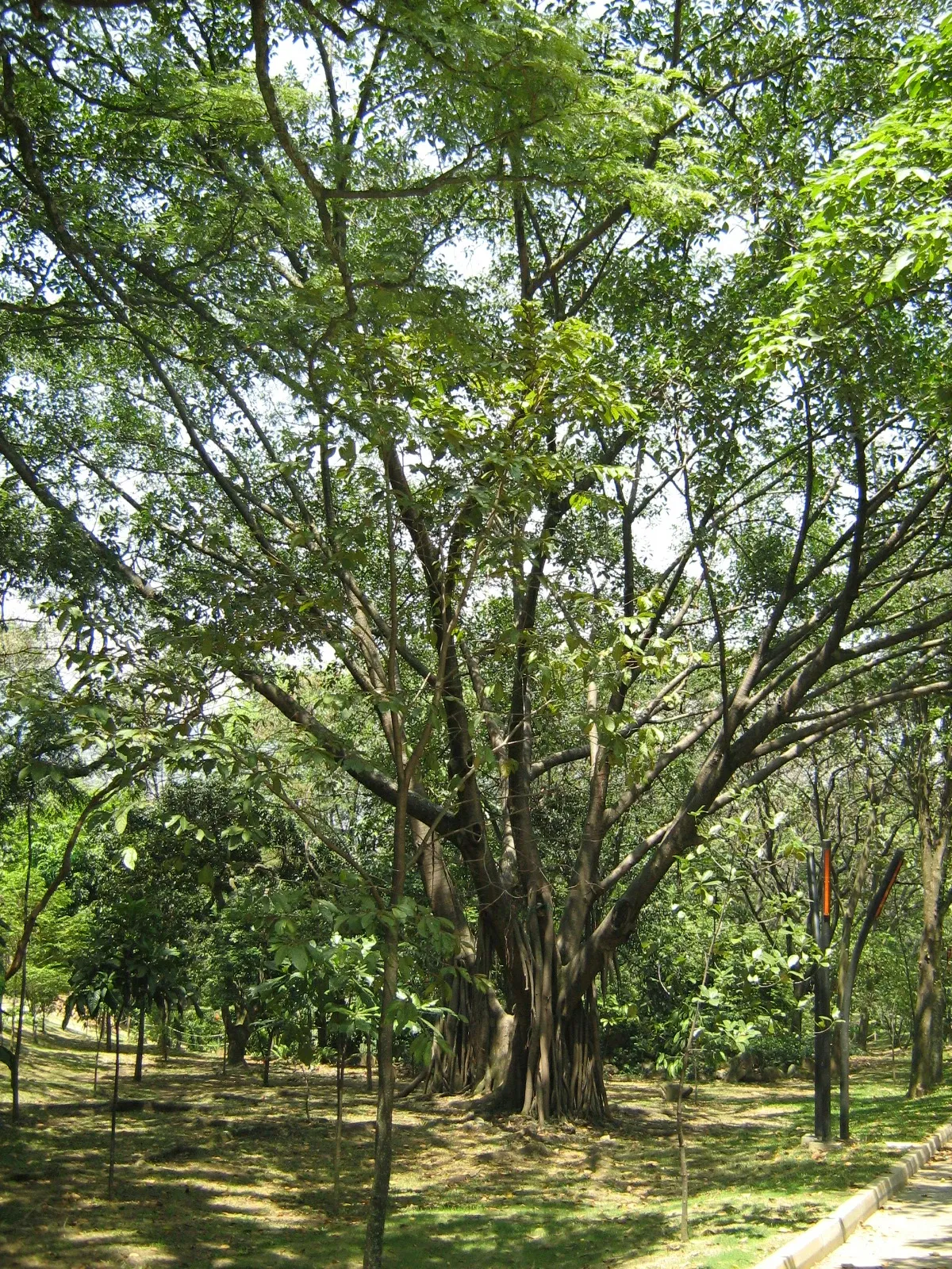 Joaquin Antonio Uribe Botanical Garden of Medellín