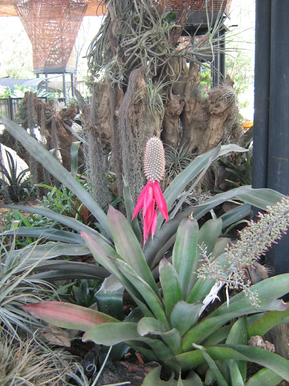 Jardin botanique Joaquin Antonio Uribe de Medellín