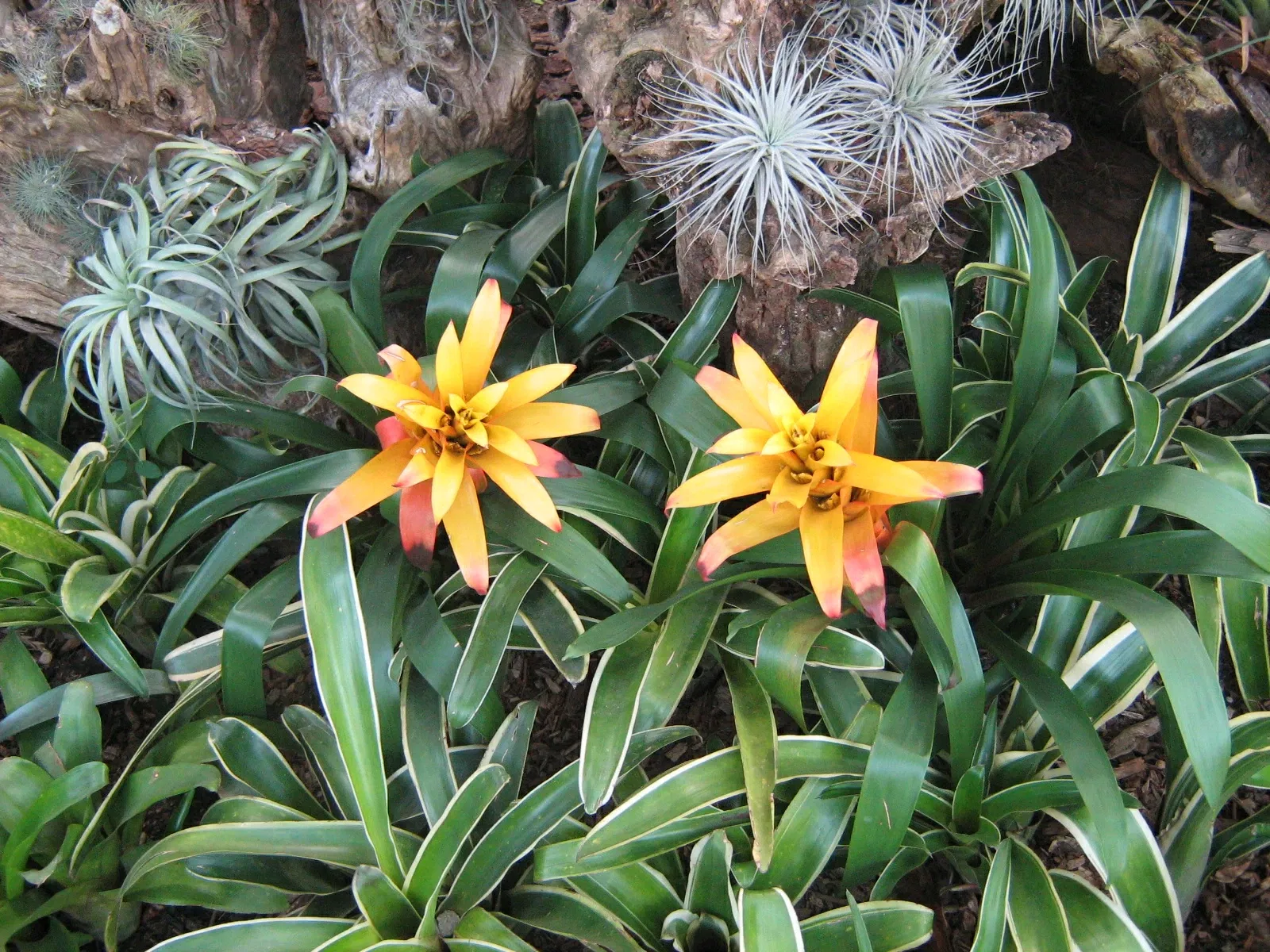 Jardín Botánico Joaquín Antonio Uribe de Medellín