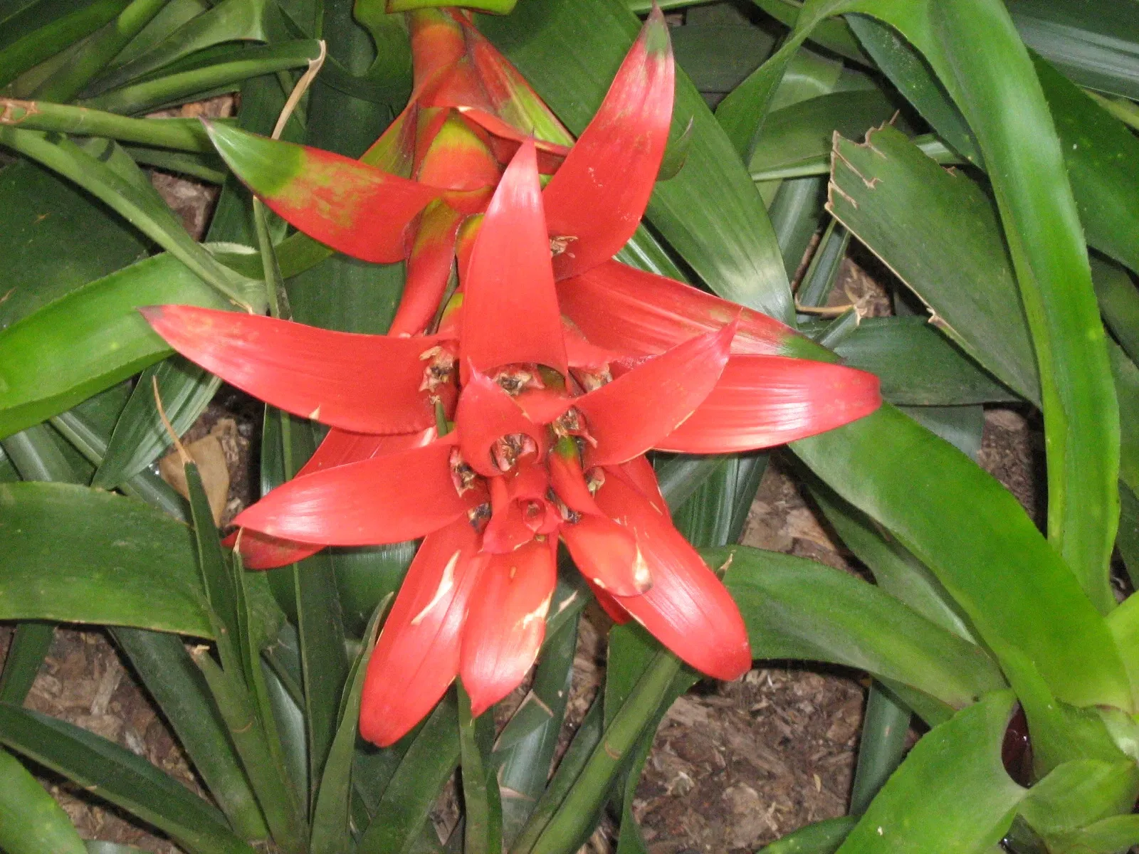 Jardin botanique Joaquin Antonio Uribe de Medellín