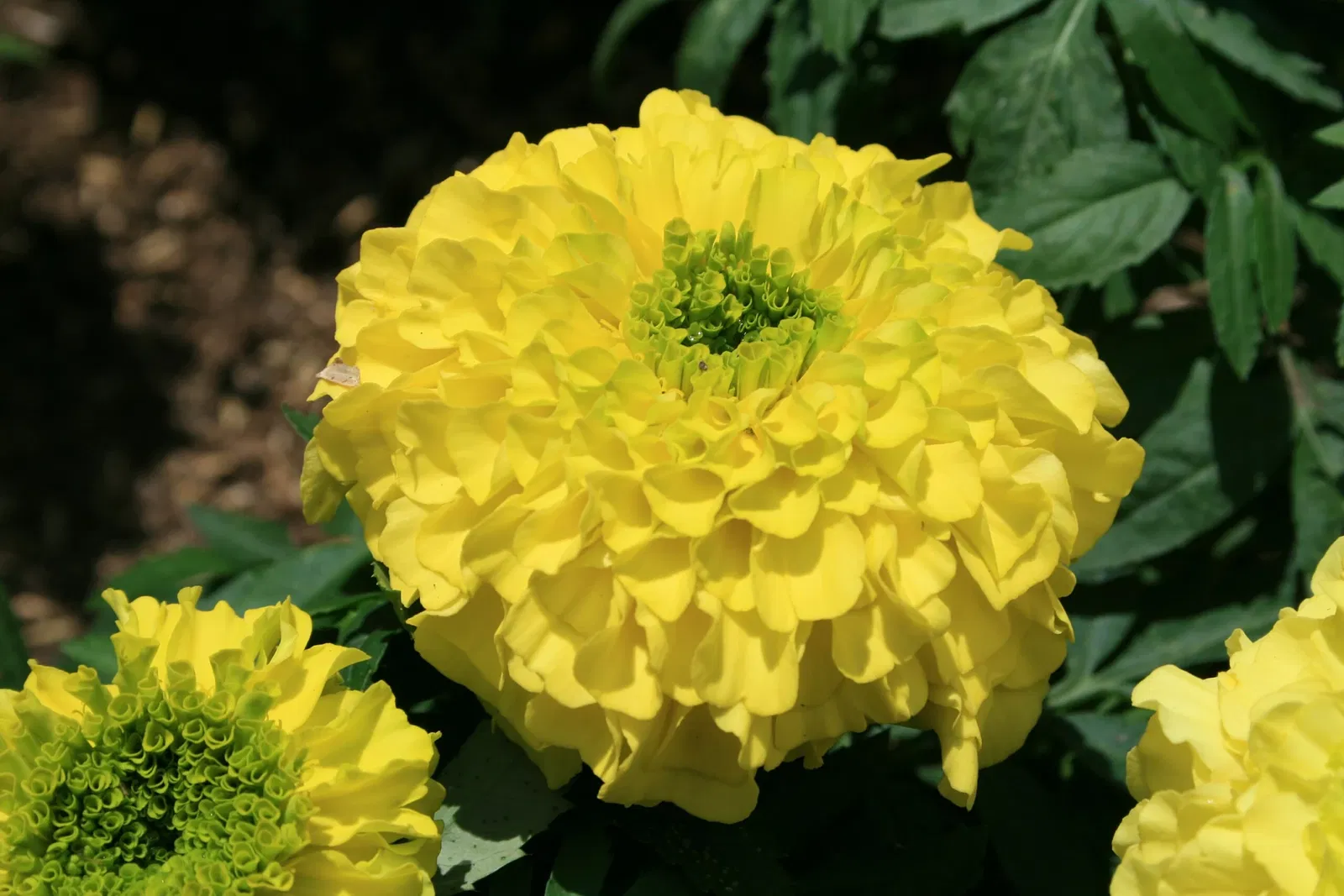 Jardín Botánico Joaquín Antonio Uribe de Medellín