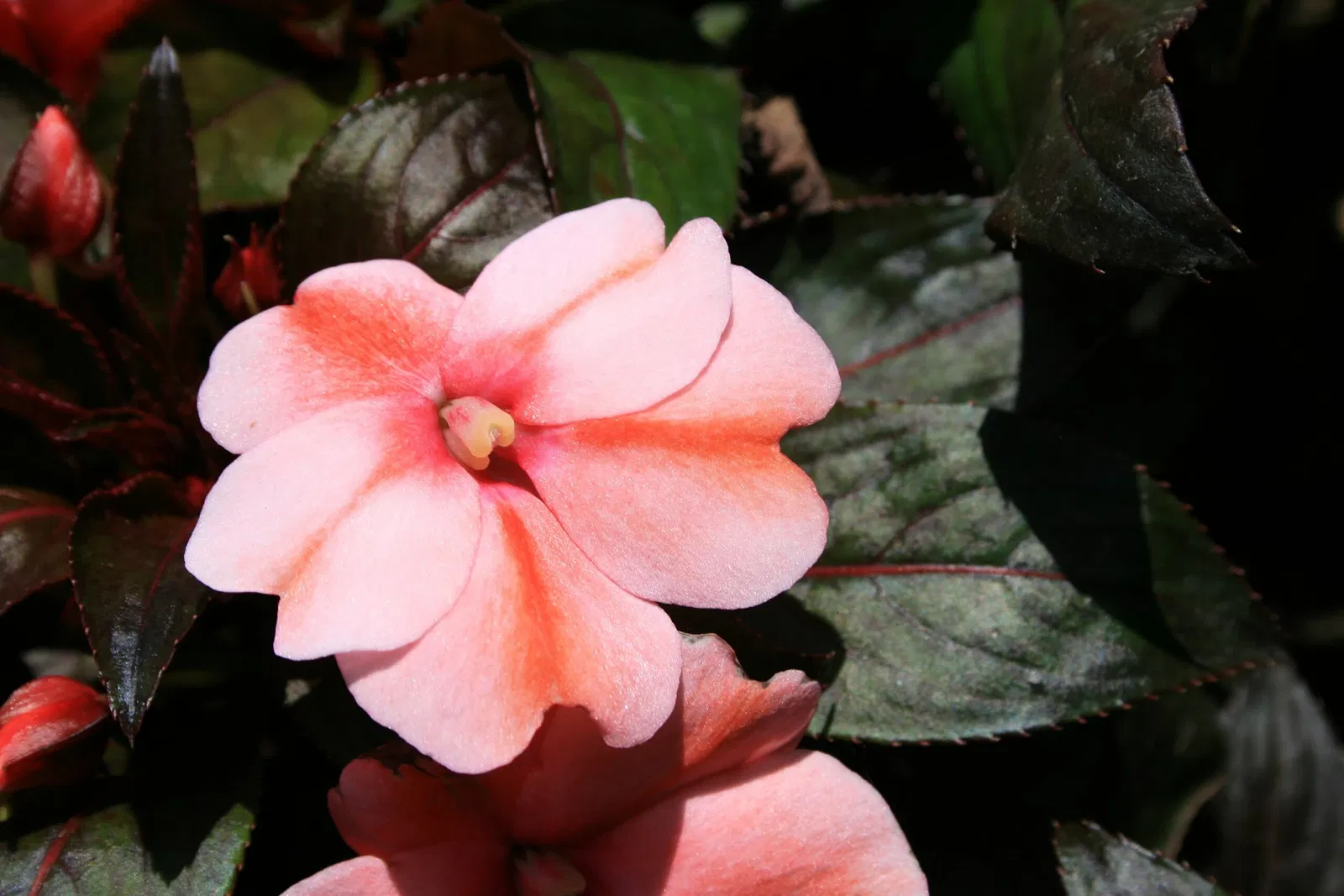 Jardin botanique Joaquin Antonio Uribe de Medellín