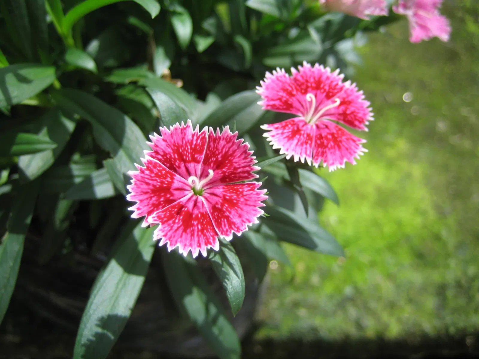Joaquin Antonio Uribe Botanical Garden of Medellín
