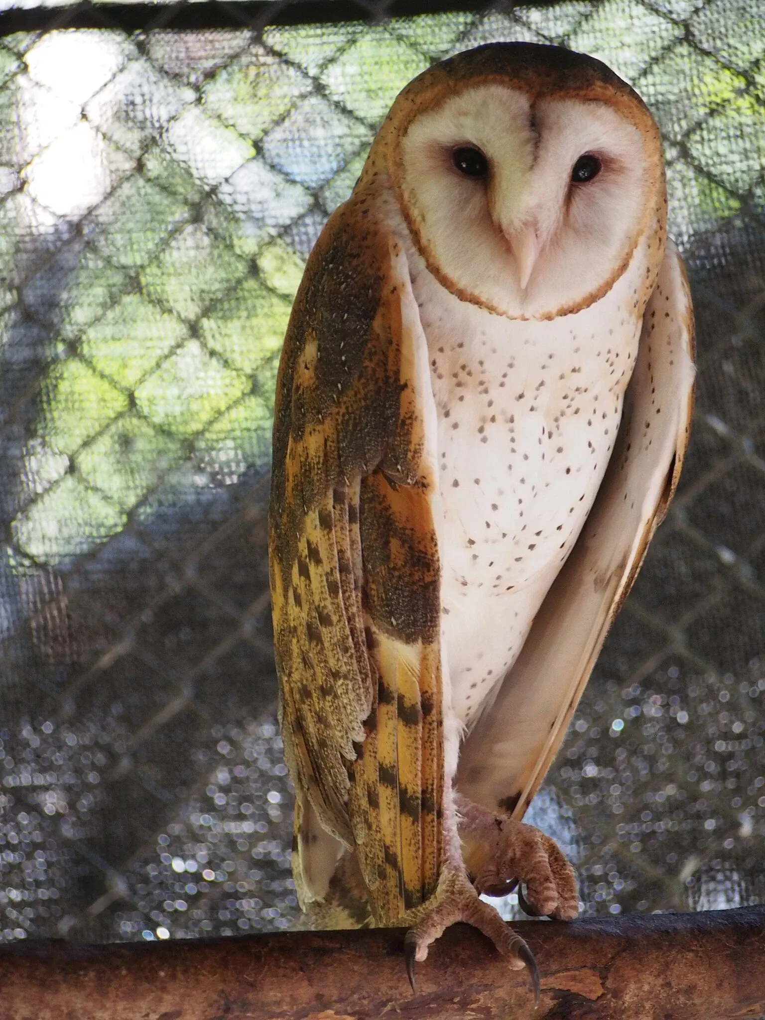 Bioparque Los Ocarros
