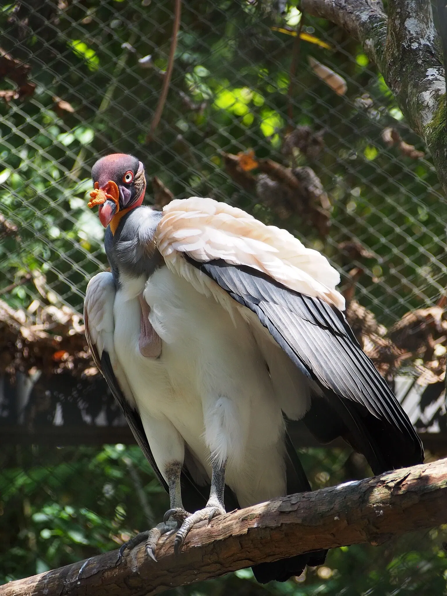 Bioparque Los Ocarros