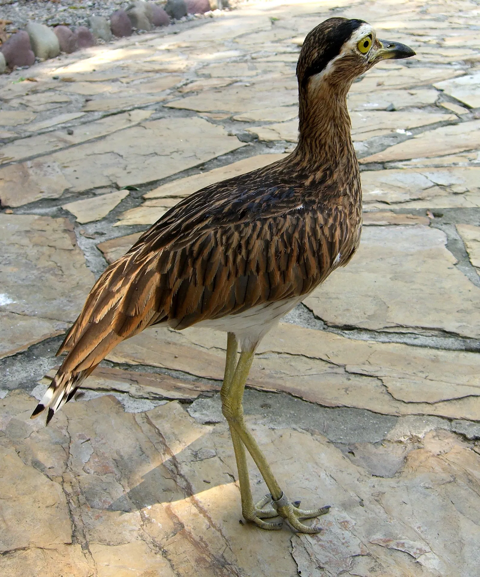 Bioparque Los Ocarros