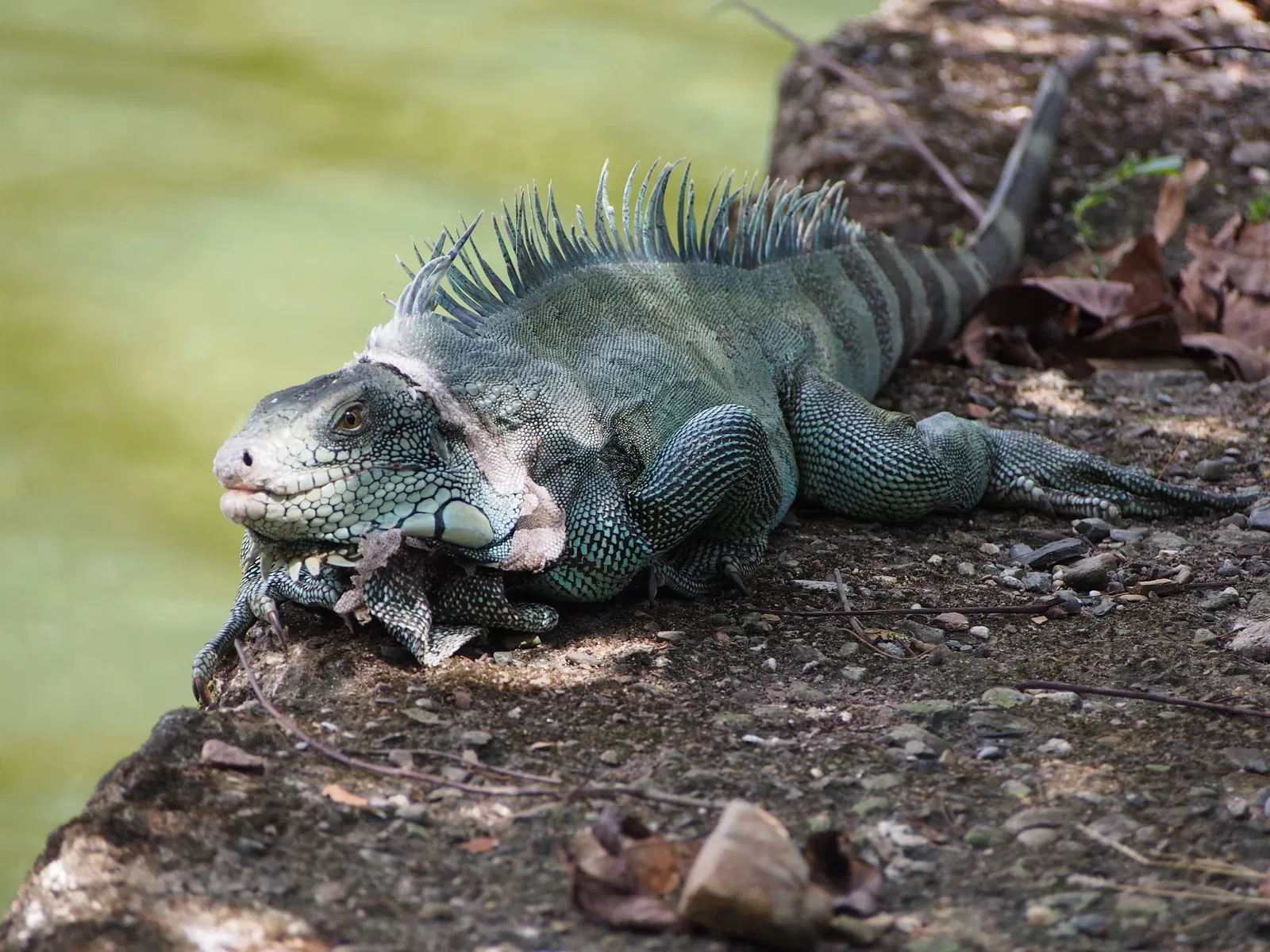 Bioparque Los Ocarros