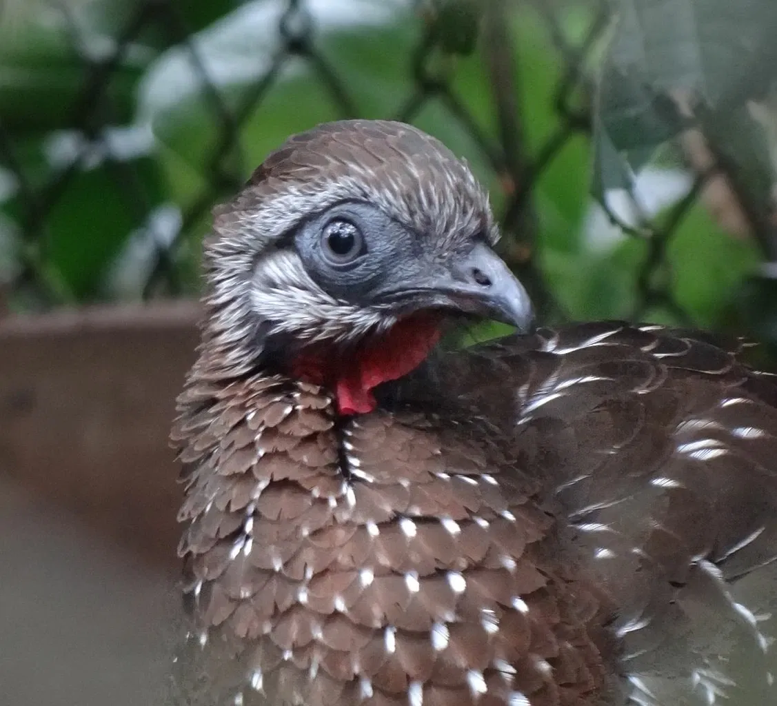 Zoológico Santacruz