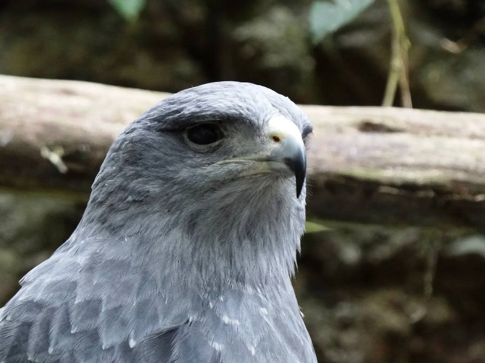 Zoológico Santacruz